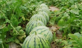 51今日吃瓜热门大瓜视频 朝阳吃瓜51cg,揭秘51今日吃瓜热门大瓜视频背后的故事